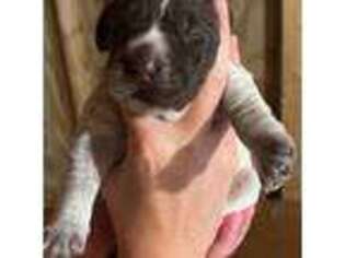 Wirehaired Pointing Griffon Puppy for sale in Coeburn, VA, USA