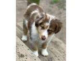 Miniature Australian Shepherd Puppy for sale in Henderson, TX, USA