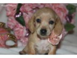 Dachshund Puppy for sale in Covington, TN, USA