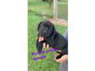 Cane Corso Puppy for sale in Baker, FL, USA