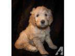 Goldendoodle Puppy for sale in Coolidge, AZ, USA