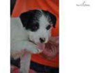 Jack Russell Terrier Puppy for sale in Saint Louis, MO, USA