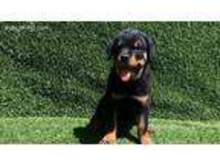 Rottweiler Puppy for sale in Los Angeles, CA, USA