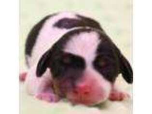 Dachshund Puppy for sale in Austin, CO, USA