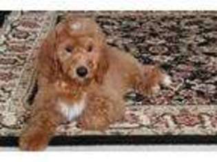 Goldendoodle Puppy for sale in Round Lake, IL, USA