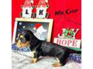 Dachshund Puppy for sale in Arapahoe, CO, USA