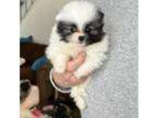Pomeranian Puppy for sale in Lone Rock, WI, USA