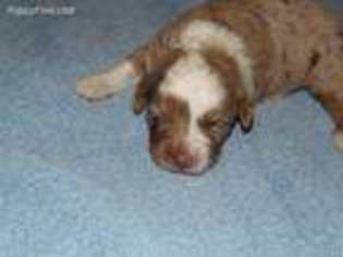 Mutt Puppy for sale in Swanton, OH, USA