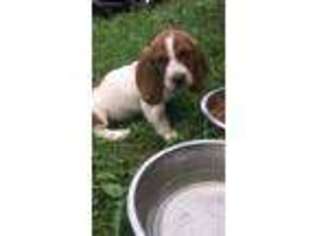 Basset Hound Puppy for sale in Greenup, KY, USA