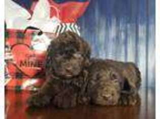 Labradoodle Puppy for sale in Stark, KS, USA