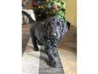 Goldendoodle Puppy for sale in Osseo, WI, USA