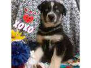German Shepherd Dog Puppy for sale in Clovis, NM, USA
