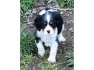 Cavalier King Charles Spaniel Puppy for sale in Roy, WA, USA