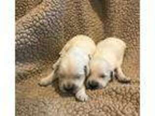 Golden Retriever Puppy for sale in Greeley, CO, USA