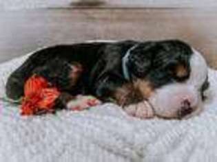 Bernese Mountain Dog Puppy for sale in Grandview, IN, USA