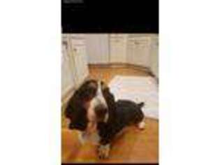 Basset Hound Puppy for sale in Portland, OR, USA