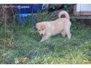 Samoyed Puppy for sale in Free Soil, MI, USA