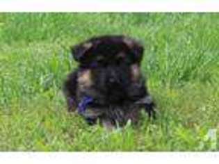 German Shepherd Dog Puppy for sale in GREENBRIER, AR, USA