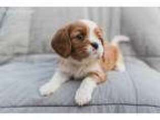 Cavalier King Charles Spaniel Puppy for sale in Lowell, AR, USA