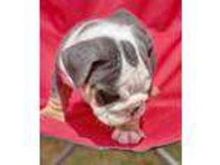Bulldog Puppy for sale in Oklahoma City, OK, USA