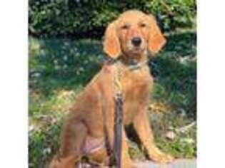 Golden Retriever Puppy for sale in Holyoke, MA, USA