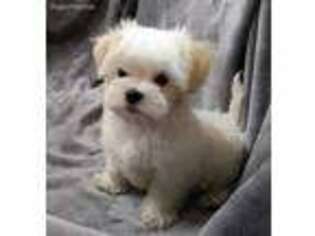 Maltese Puppy for sale in GREENEVILLE, TN, USA