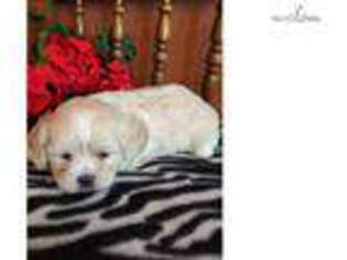 Cavachon Puppy for sale in Topeka, KS, USA