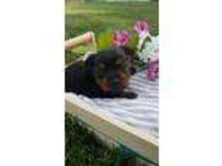Yorkshire Terrier Puppy for sale in Doon, IA, USA