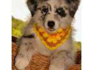 Miniature Australian Shepherd Puppy for sale in Decatur, TX, USA