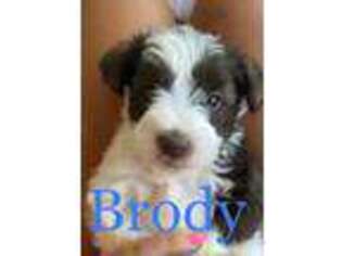 Mutt Puppy for sale in Toccoa, GA, USA