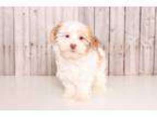 Havanese Puppy for sale in Butler, OH, USA