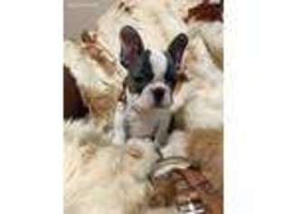 French Bulldog Puppy for sale in Salmon, ID, USA
