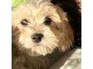Cavachon Puppy for sale in Carlton, GA, USA