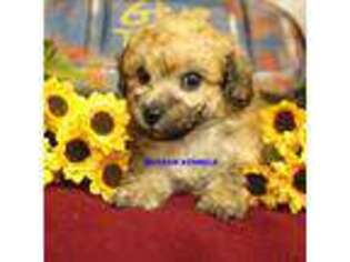 Mutt Puppy for sale in Rock Rapids, IA, USA