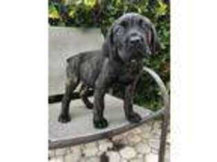 Cane Corso Puppy for sale in Hudson, FL, USA