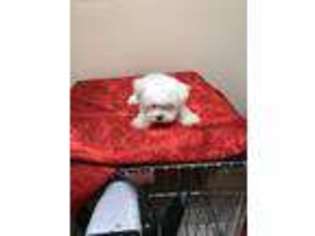 Maltese Puppy for sale in Mascoutah, IL, USA