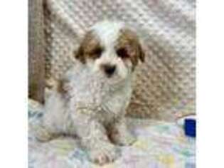 Mutt Puppy for sale in Childress, TX, USA