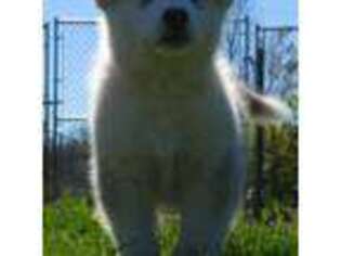 Alaskan Malamute Puppy for sale in Stockton, NY, USA