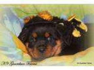 Rottweiler Puppy for sale in Crewe, VA, USA