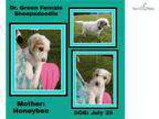 Shepadoodle Puppy for sale in Winston Salem, NC, USA