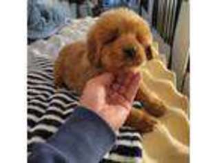 Tibetan Mastiff Puppy for sale in Los Angeles, CA, USA