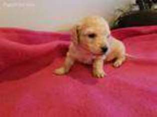 Dachshund Puppy for sale in Shelbyville, KY, USA