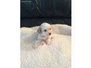 Cavachon Puppy for sale in Lakewood, OH, USA