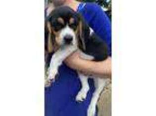 Beagle Puppy for sale in Suffolk, VA, USA