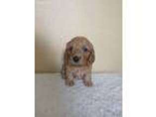 Dachshund Puppy for sale in Bend, OR, USA