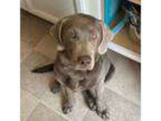 Labrador Retriever Puppy for sale in Troy, OH, USA