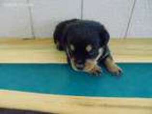 Rottweiler Puppy for sale in Montgomery, IN, USA