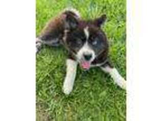 Mutt Puppy for sale in Lehi, UT, USA