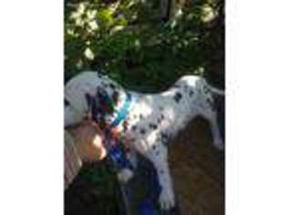Dalmatian Puppy for sale in Humansville, MO, USA
