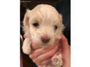 Havanese Puppy for sale in Holtwood, PA, USA